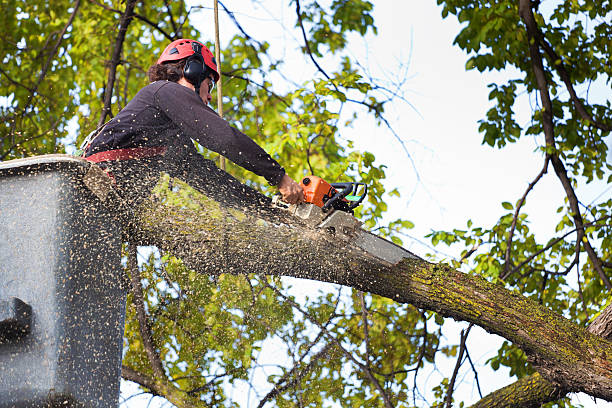 Best Arborist Consultation Services  in Mount Ida, AR